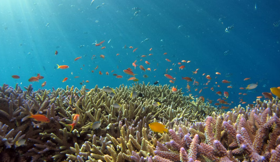 FAO, CAF and partner agencies to finance Clean and Healthy Oceans