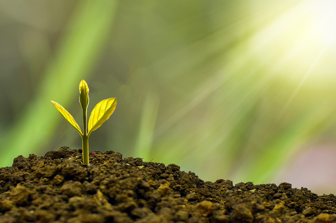 La vía verde y digital de las pymes latinoamericanas