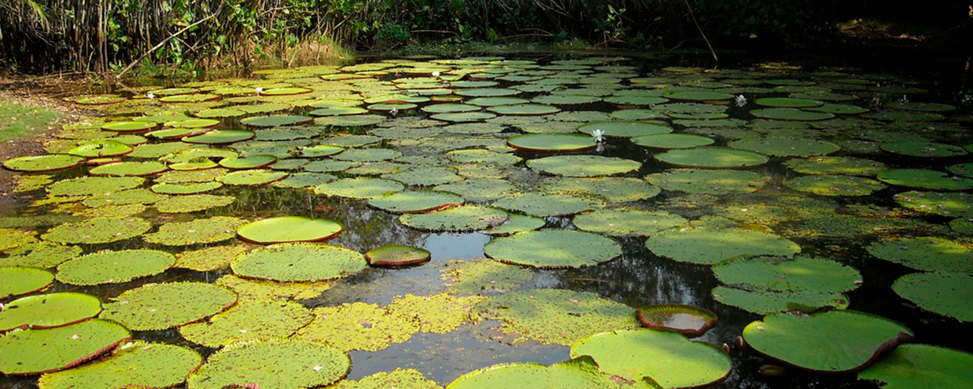 CAF will invest USD 2,000 million to protect the Amazon