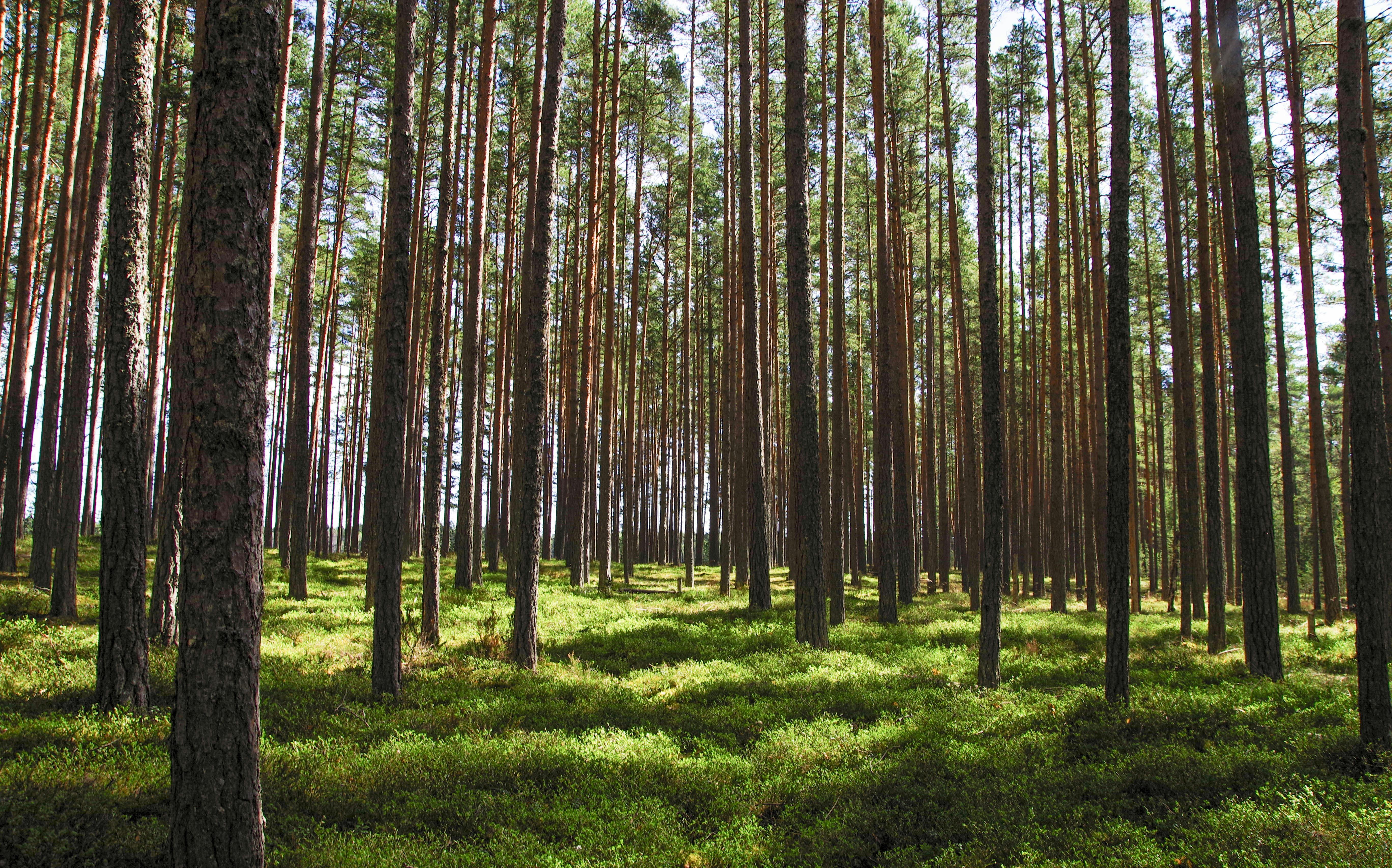 CAF, FinDev Canadá y BID Invest lanzan fondo de acción climática