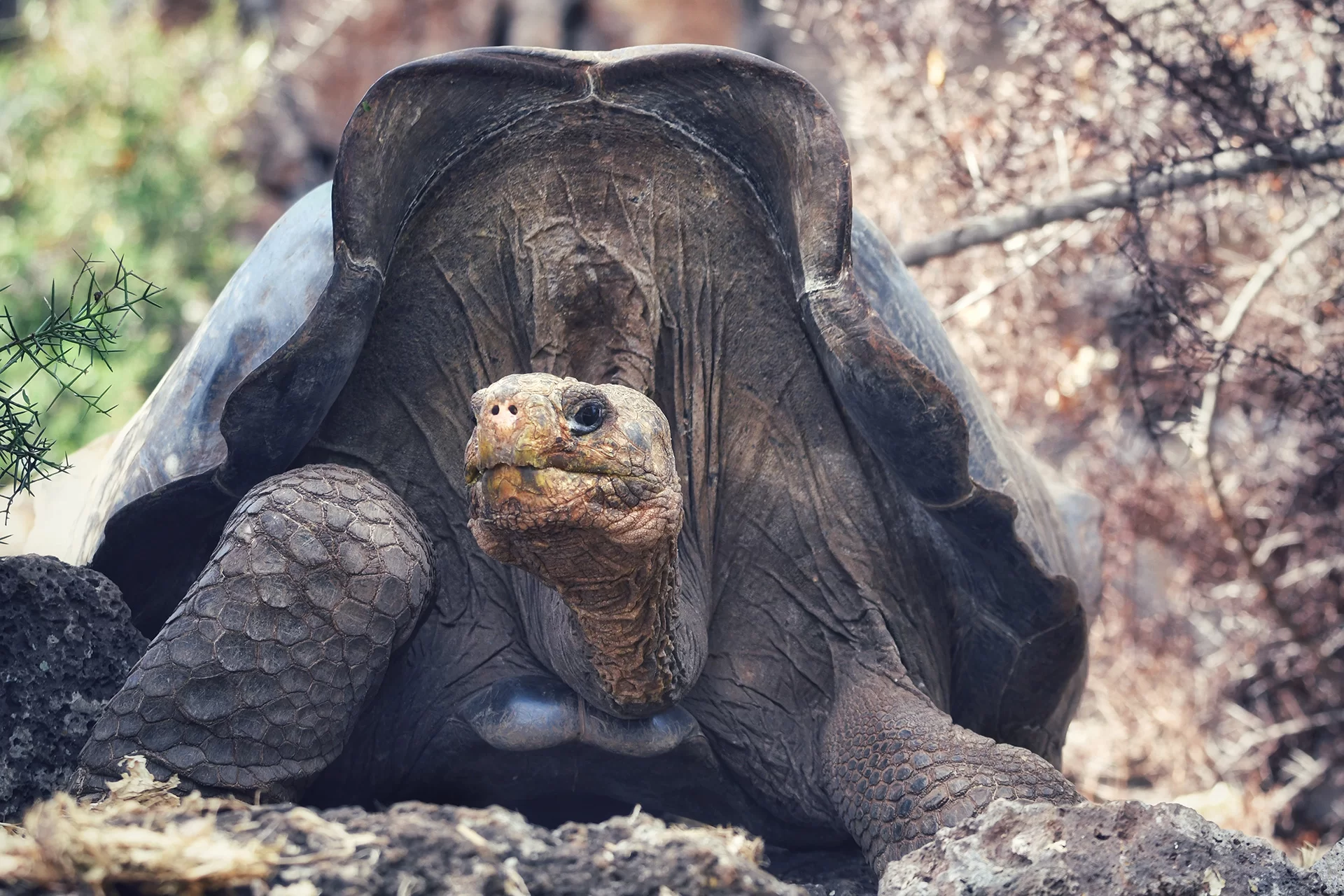 Floreana Renace: La Ambiciosa Restauración Ecológica de Ecuador en Galápagos