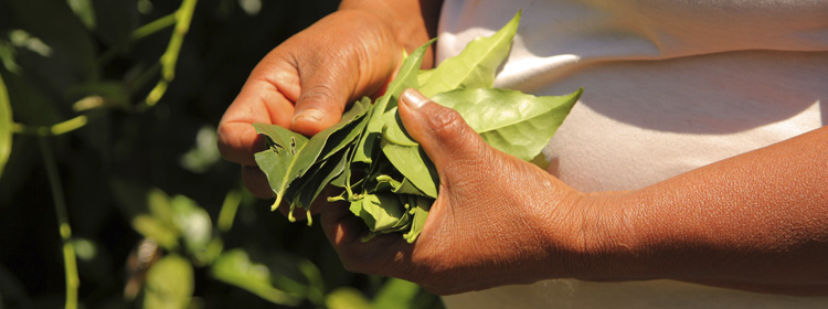 A Sustainable Business Model for Kichwa Farmers